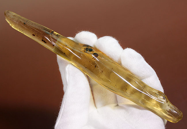 7ミリもある大きな虫をはじめとして20匹以上の虫が内包されたマダガスカル産のコーパル(その6)