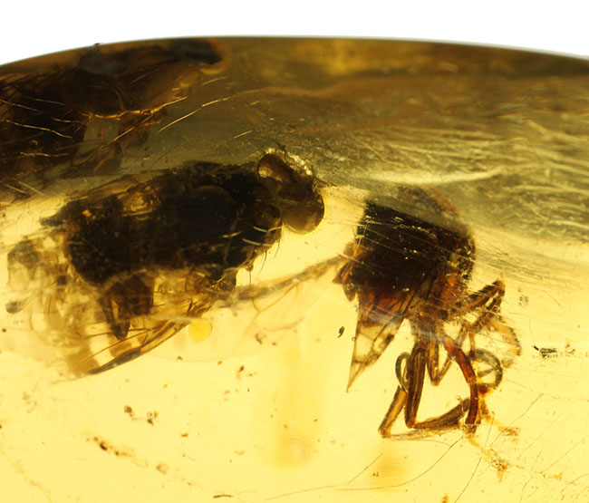 7ミリもある大きな虫をはじめとして20匹以上の虫が内包されたマダガスカル産のコーパル(その7)