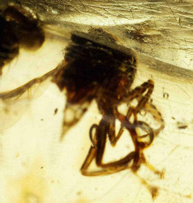 7ミリもある大きな虫をはじめとして20匹以上の虫が内包されたマダガスカル産のコーパル(その8)