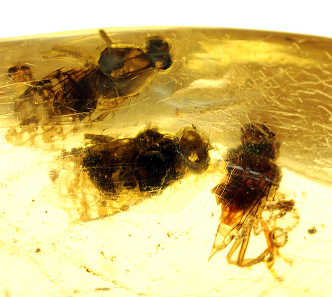 7ミリもある大きな虫をはじめとして20匹以上の虫が内包されたマダガスカル産のコーパル(その9)