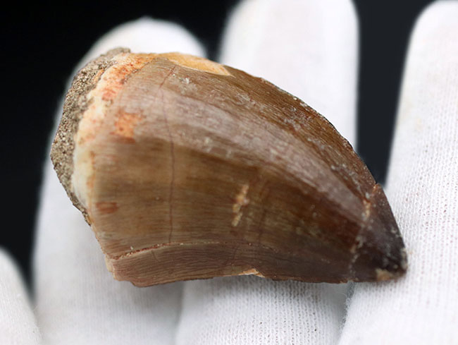 太すぎる！目に入るもの、何でも喰い散らかした、最強のモササウルスの