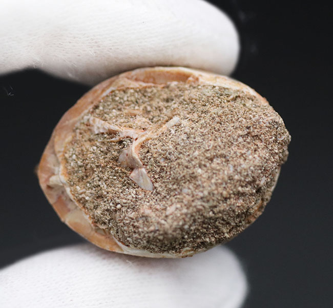 太すぎる！目に入るもの、何でも喰い散らかした、最強のモササウルスの