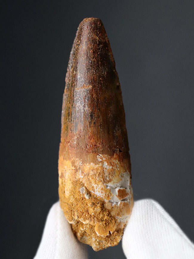 ファーストコレクションにいかが?よく知られた恐竜、スピノサウルス(Spinosaurus)の歯化石(その1)