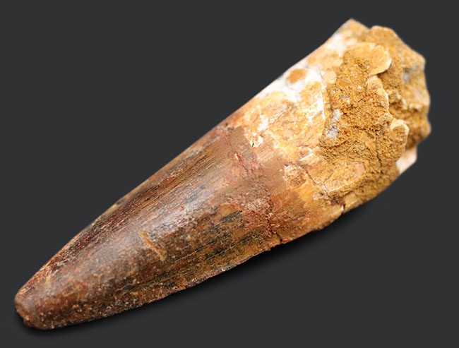 ファーストコレクションにいかが?よく知られた恐竜、スピノサウルス(Spinosaurus)の歯化石(その2)