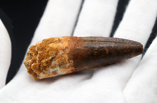 ファーストコレクションにいかが?よく知られた恐竜、スピノサウルス(Spinosaurus)の歯化石(その3)