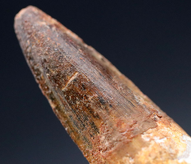 ファーストコレクションにいかが?よく知られた恐竜、スピノサウルス(Spinosaurus)の歯化石(その6)