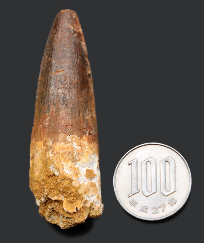 ファーストコレクションにいかが?よく知られた恐竜、スピノサウルス(Spinosaurus)の歯化石(その8)