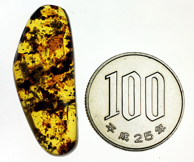 貴重な恐竜時代のビルマ琥珀のカボション。古い時代の琥珀は貴重です。(その10)