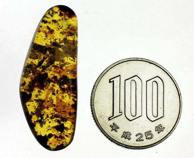 貴重な恐竜時代のビルマ琥珀のカボション。古い時代の琥珀は貴重です。(その11)
