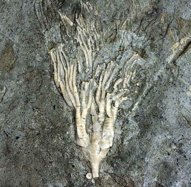 カナダ産ウミユリ化石(Cupulocrinus jewetti)（その1）