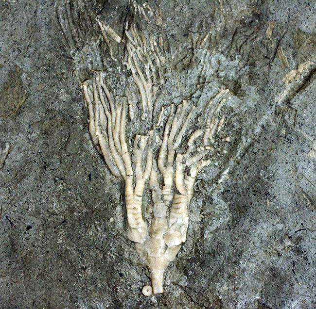 カナダ産ウミユリ化石(Cupulocrinus jewetti)(その1)