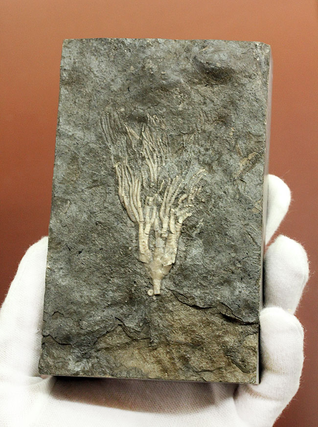 カナダ産ウミユリ化石(Cupulocrinus jewetti)（その10）