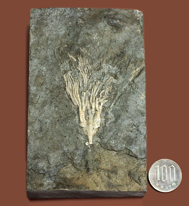 カナダ産ウミユリ化石(Cupulocrinus jewetti)(その11)