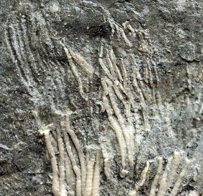 カナダ産ウミユリ化石(Cupulocrinus jewetti)(その2)
