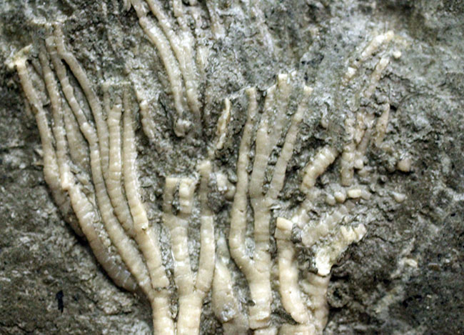 カナダ産ウミユリ化石(Cupulocrinus jewetti)（その3）