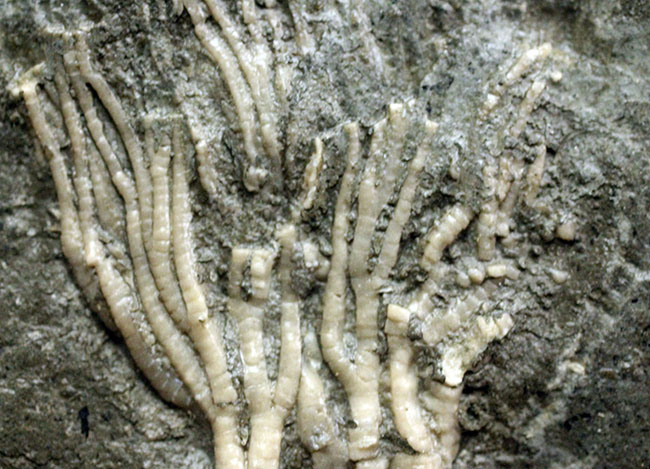 カナダ産ウミユリ化石(Cupulocrinus jewetti)(その3)