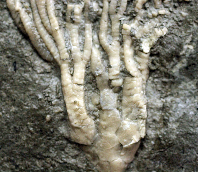 カナダ産ウミユリ化石(Cupulocrinus jewetti)（その4）