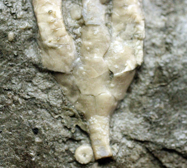 カナダ産ウミユリ化石(Cupulocrinus jewetti)（その5）