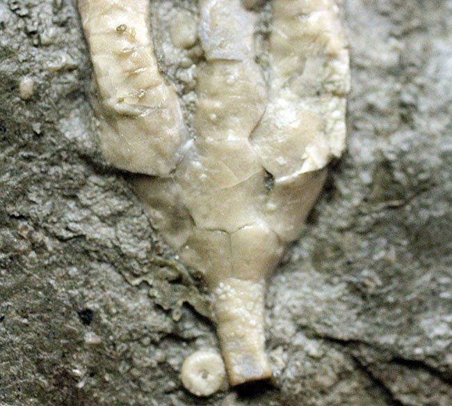 カナダ産ウミユリ化石(Cupulocrinus jewetti)(その5)