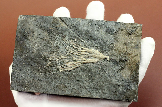 カナダ産ウミユリ化石(Cupulocrinus jewetti)(その6)