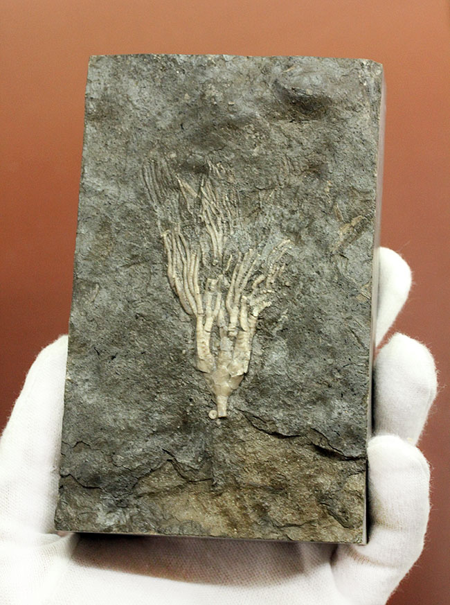 カナダ産ウミユリ化石(Cupulocrinus jewetti)(その7)