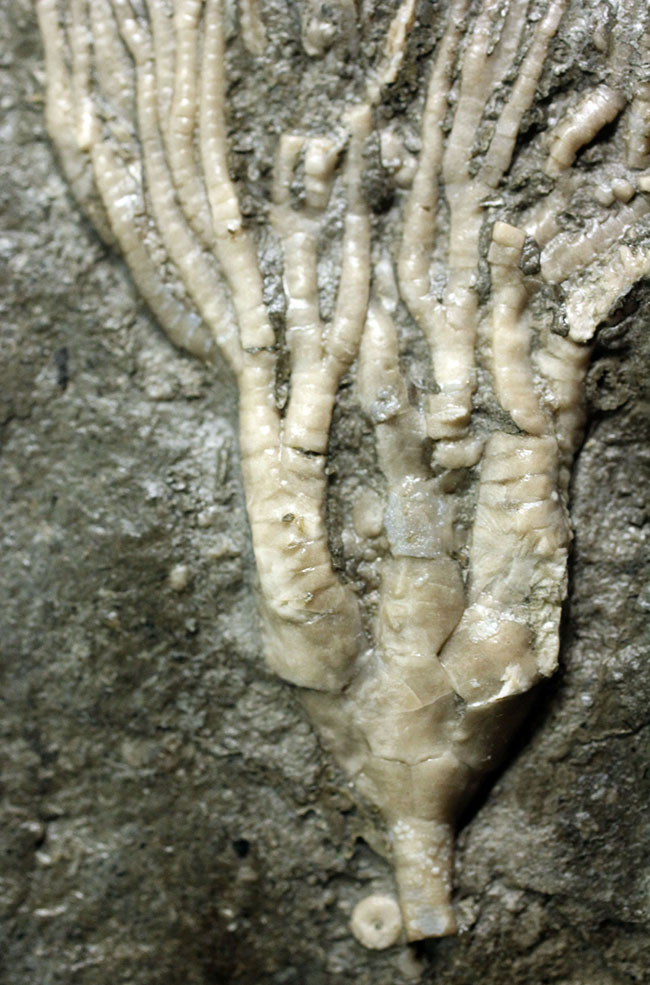 カナダ産ウミユリ化石(Cupulocrinus jewetti)（その8）