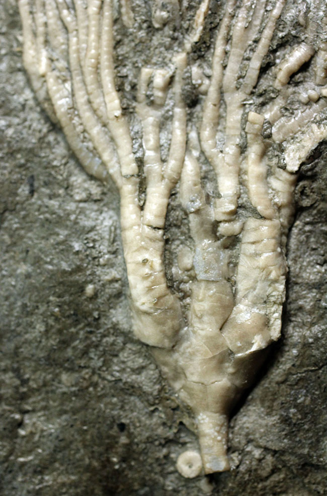 カナダ産ウミユリ化石(Cupulocrinus jewetti)(その8)