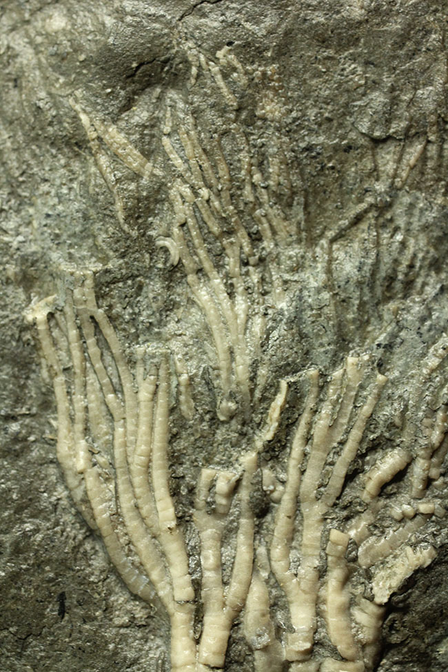 カナダ産ウミユリ化石(Cupulocrinus jewetti)(その9)