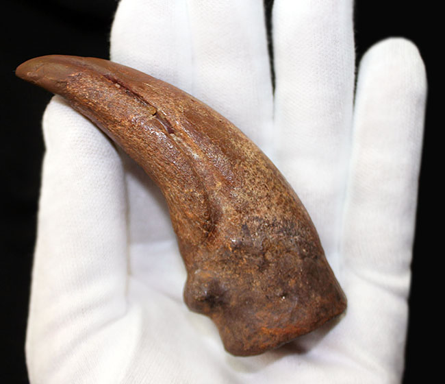 デルタドロメウスの後肢の爪とされる化石。スピノサウルスやカルカロ