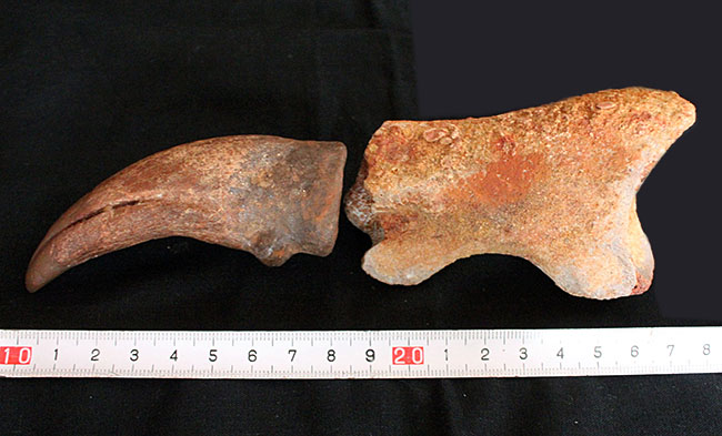 デルタドロメウスの後肢の爪とされる化石。スピノサウルスやカルカロ