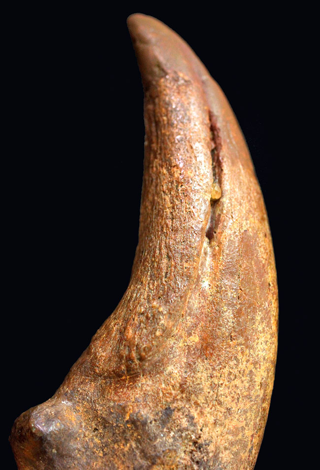 デルタドロメウスの後肢の爪とされる化石。スピノサウルスやカルカロ