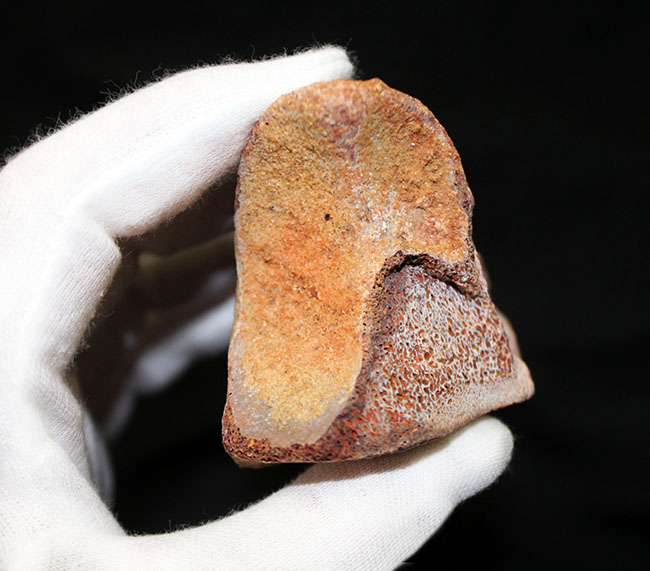 デルタドロメウスの後肢の爪とされる化石。スピノサウルスやカルカロ