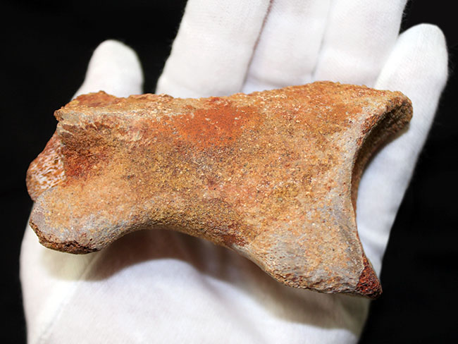 デルタドロメウスの後肢の爪とされる化石。スピノサウルスやカルカロ