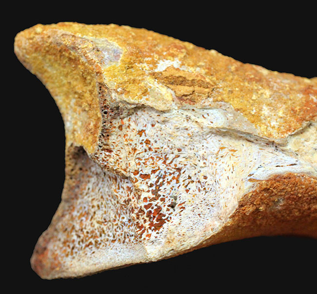 デルタドロメウスの後肢の爪とされる化石。スピノサウルスやカルカロ
