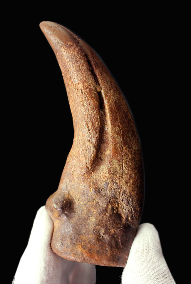 デルタドロメウスの後肢の爪とされる化石。スピノサウルスやカルカロドントサウルスである可能性も！（その18）