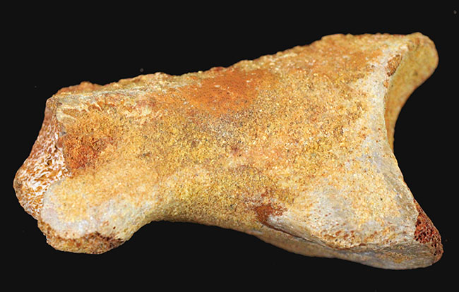 デルタドロメウスの後肢の爪とされる化石。スピノサウルスやカルカロドントサウルスである可能性も！（その19）