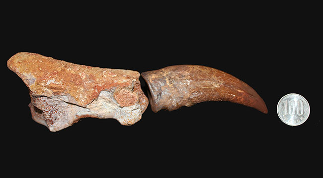 デルタドロメウスの後肢の爪とされる化石。スピノサウルスやカルカロドントサウルスである可能性も！（その20）