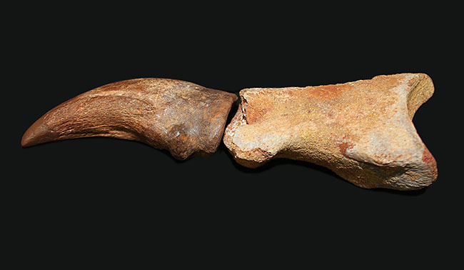 デルタドロメウスの後肢の爪とされる化石。スピノサウルスやカルカロ