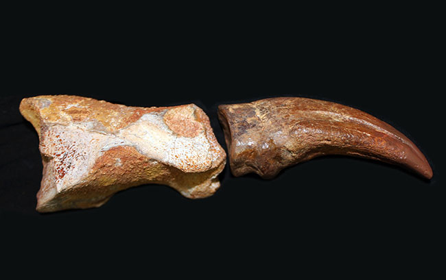 デルタドロメウスの後肢の爪とされる化石。スピノサウルスやカルカロドントサウルスである可能性も！（その4）