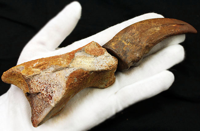 デルタドロメウスの後肢の爪とされる化石。スピノサウルスやカルカロ