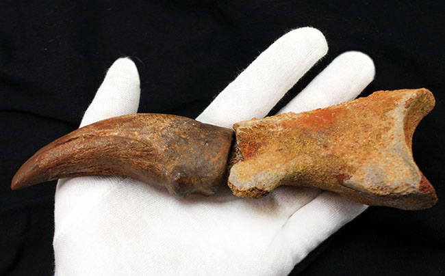 デルタドロメウスの後肢の爪とされる化石。スピノサウルスやカルカロ