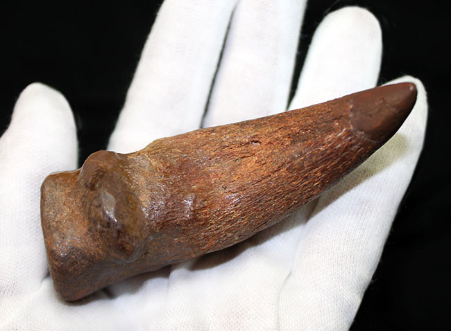 デルタドロメウスの後肢の爪とされる化石。スピノサウルスやカルカロ