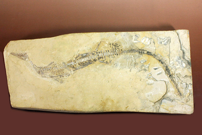 今後も大切に保管をお願いします。希少中の希少化石、ブラジル産メソサウルス(Mesosaurus sp.)の全身化石。保存状態大変良好。(その1)