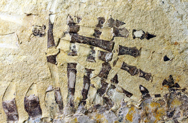 今後も大切に保管をお願いします。希少中の希少化石、ブラジル産メソサウルス(Mesosaurus sp.)の全身化石。保存状態大変良好。(その10)