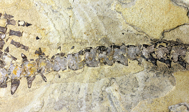 今後も大切に保管をお願いします。希少中の希少化石、ブラジル産メソサウルス(Mesosaurus sp.)の全身化石。保存状態大変良好。(その11)