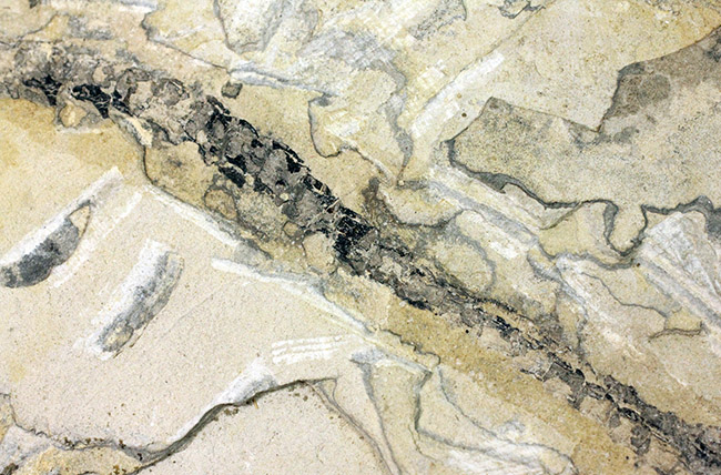 今後も大切に保管をお願いします。希少中の希少化石、ブラジル産メソサウルス(Mesosaurus sp.)の全身化石。保存状態大変良好。(その12)