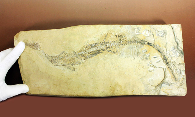 今後も大切に保管をお願いします。希少中の希少化石、ブラジル産メソサウルス(Mesosaurus sp.)の全身化石。保存状態大変良好。(その13)