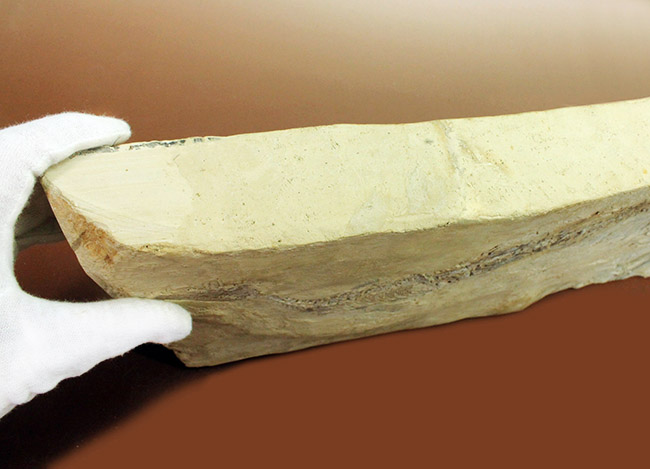 今後も大切に保管をお願いします。希少中の希少化石、ブラジル産メソサウルス(Mesosaurus sp.)の全身化石。保存状態大変良好。(その14)