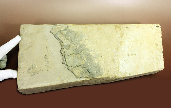 今後も大切に保管をお願いします。希少中の希少化石、ブラジル産メソサウルス(Mesosaurus sp.)の全身化石。保存状態大変良好。(その15)