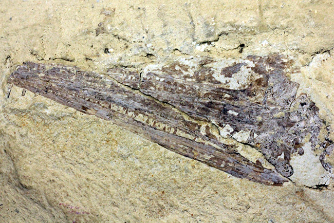 今後も大切に保管をお願いします。希少中の希少化石、ブラジル産メソサウルス(Mesosaurus sp.)の全身化石。保存状態大変良好。(その16)